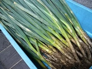 産直野菜